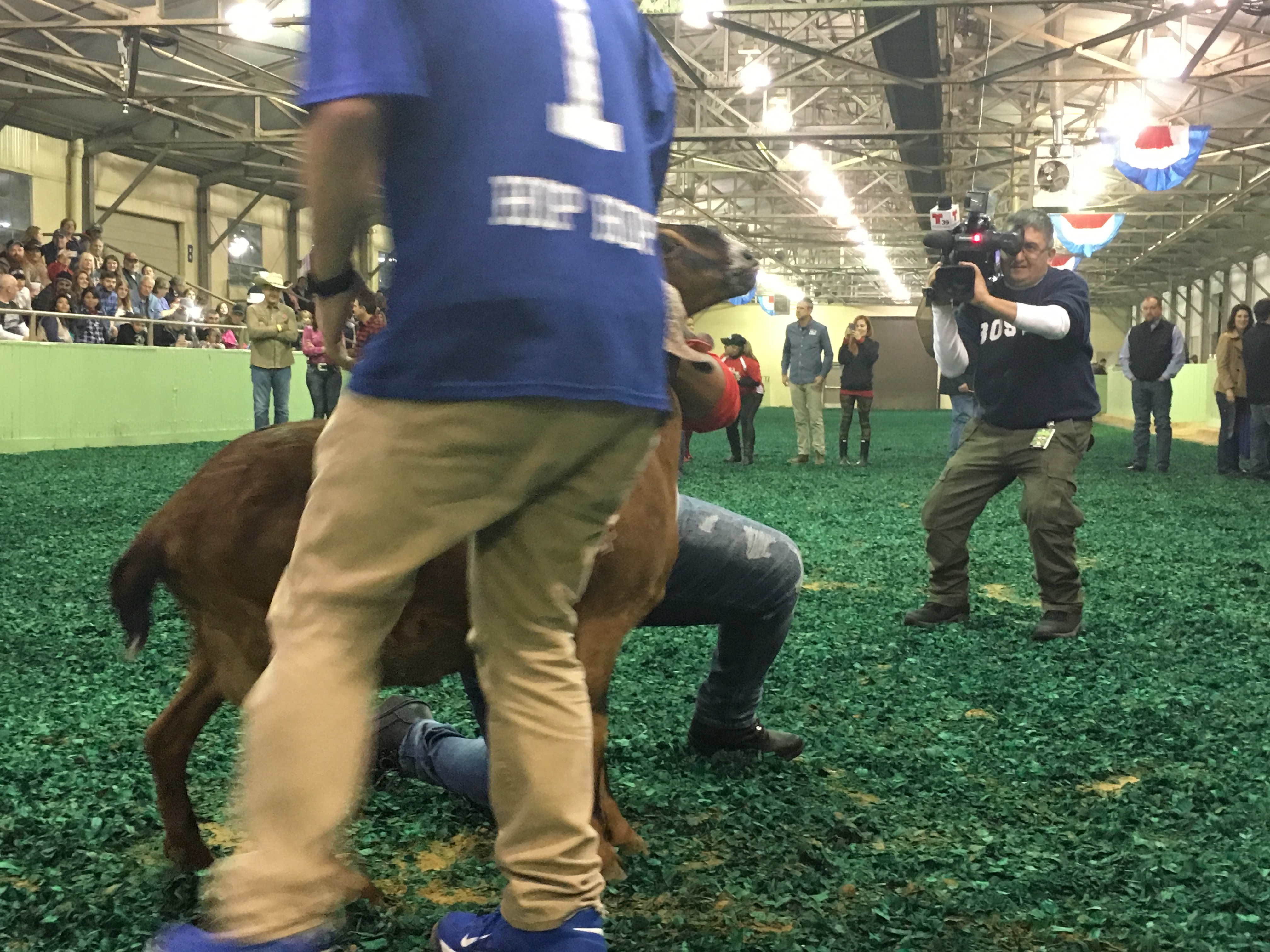 Goat Milking Contest