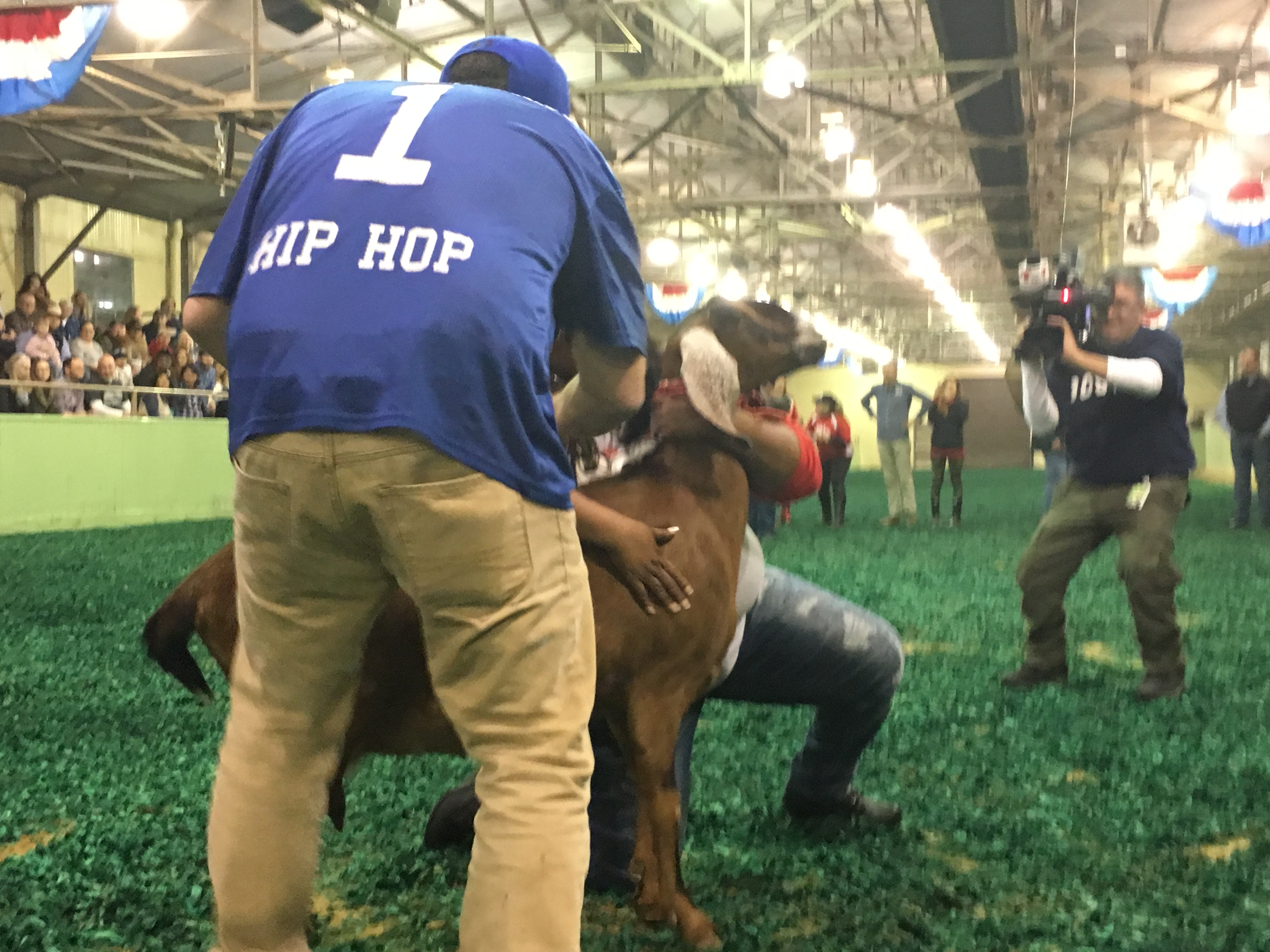Goat Milking Contest