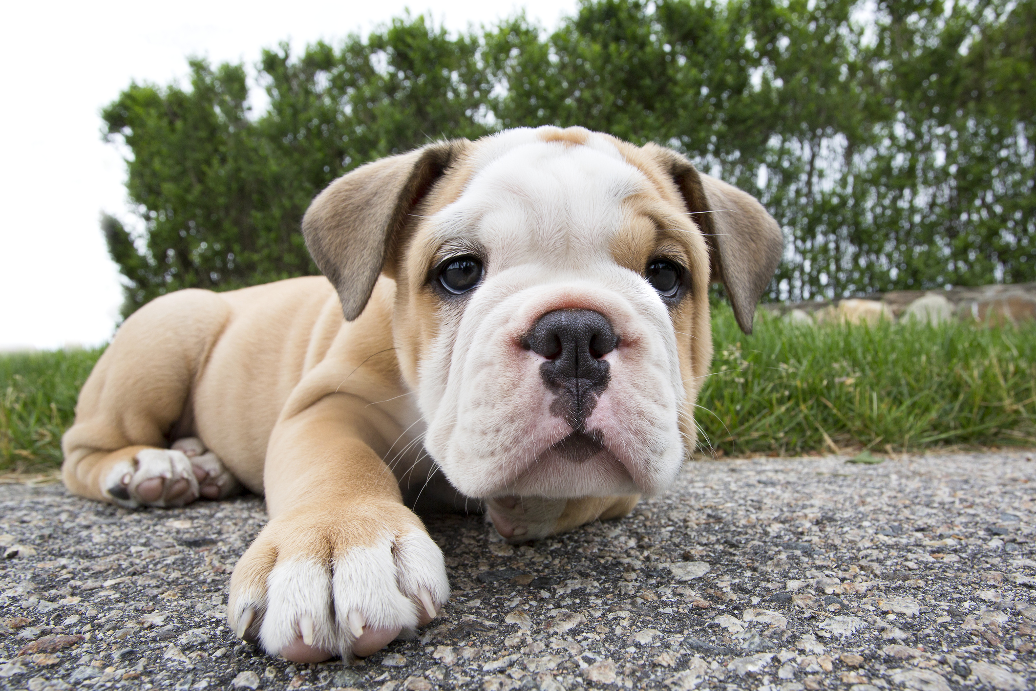 Puppy English Bulldog facing camera on sidewalk
