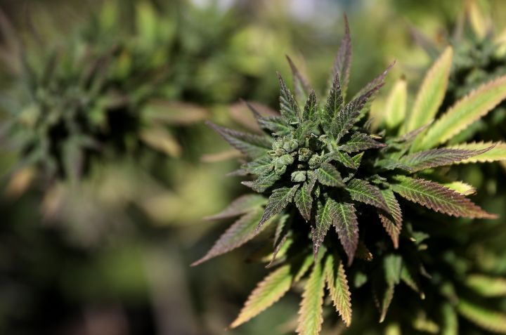 Remembering The Best 4/20 Marijuana Photos