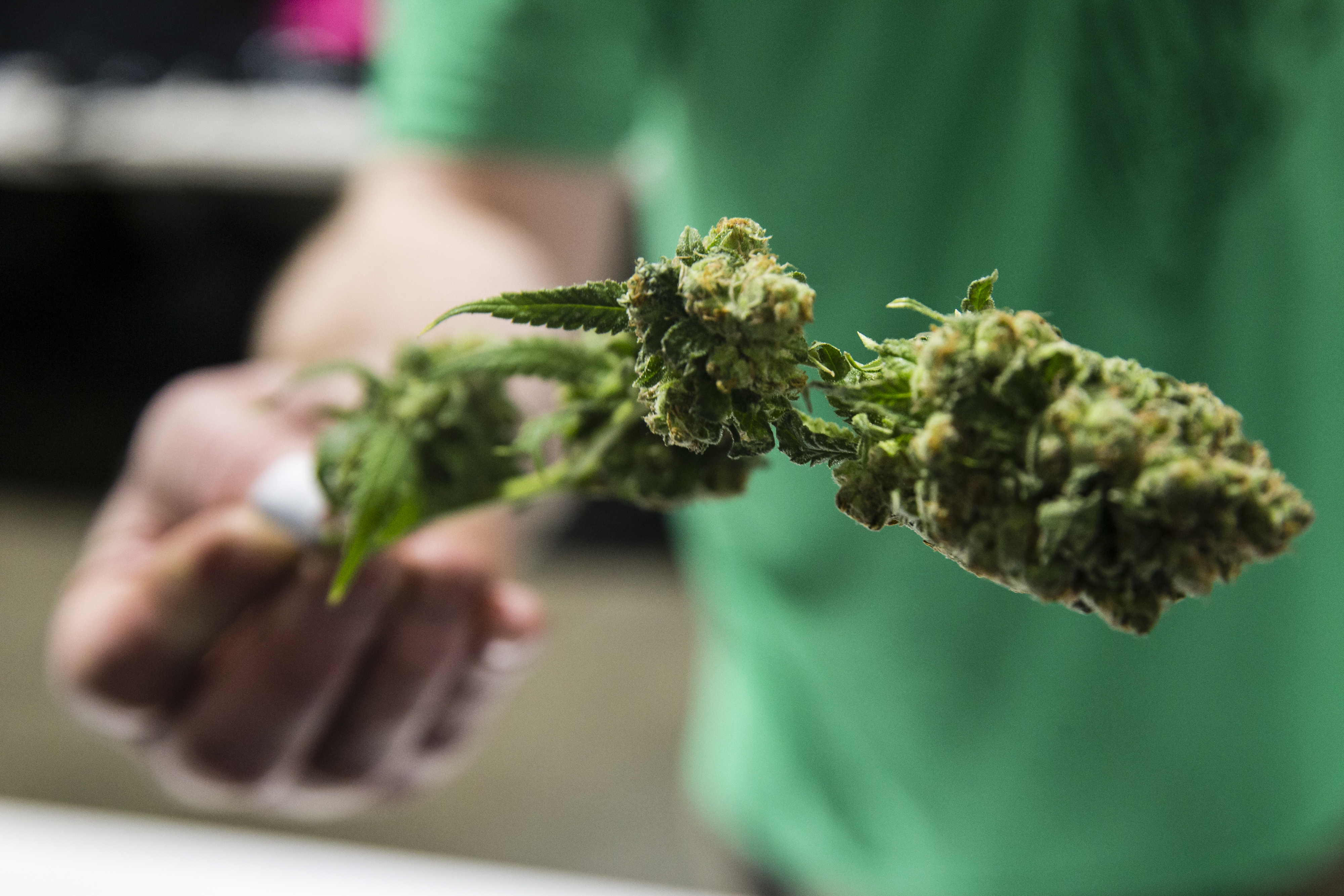 4th Annual New England Cannabis Convention