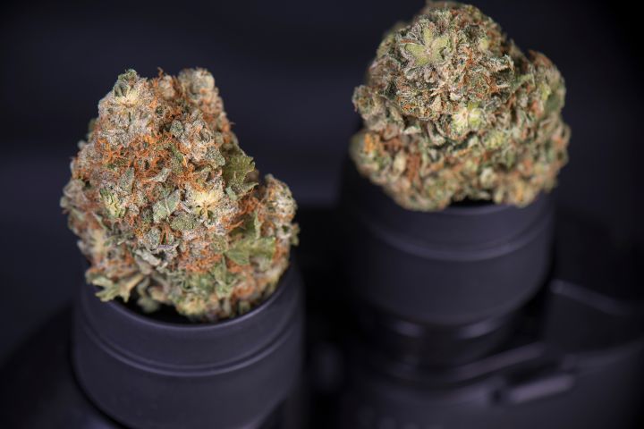 Remembering The Best 4/20 Marijuana Photos