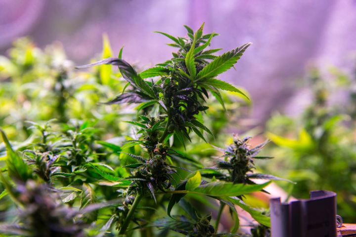Remembering The Best 4/20 Marijuana Photos
