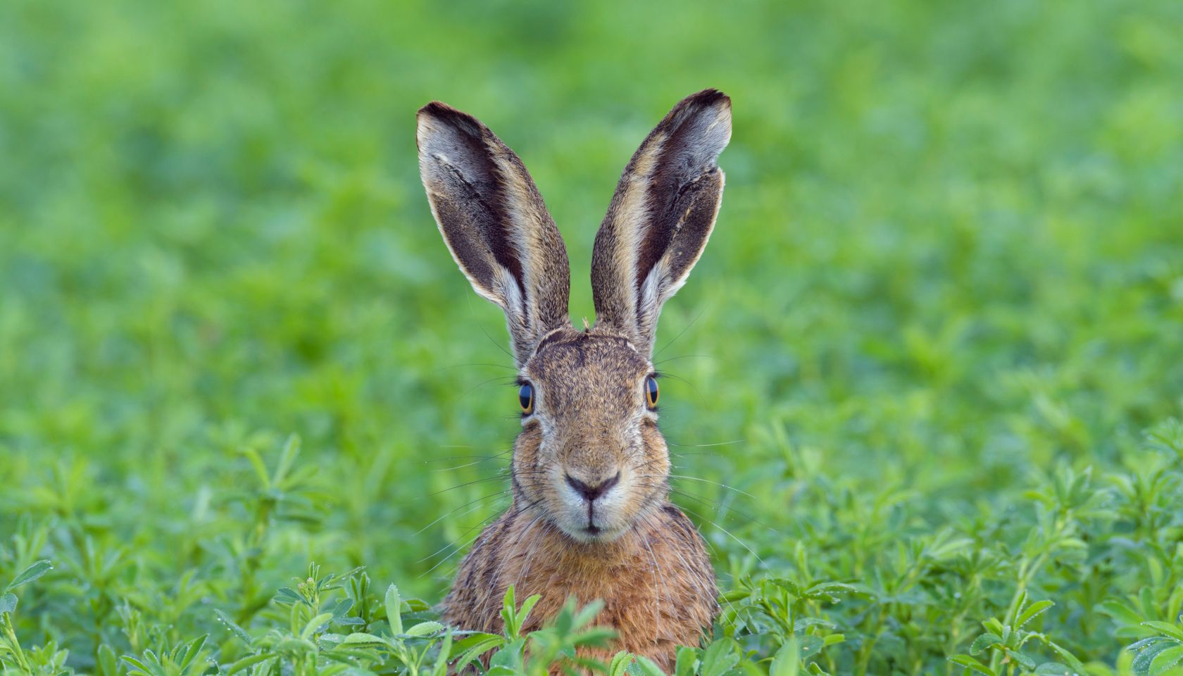 Portrait of a European brown hare (Lepus europaeus) with head sticking up from meadow in summer in Hesse, Germany