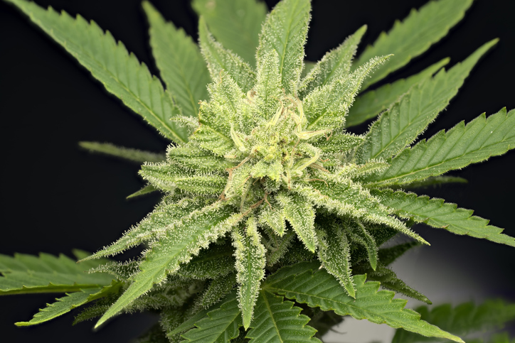 Macro detail of the resin excretion of a White Widow cannabis flower