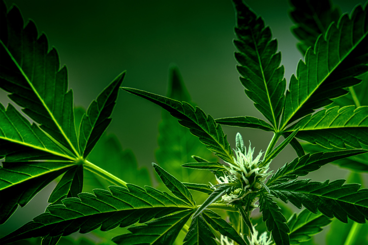Cannabis plant with green leaves and white flowers. Growing organic hemp