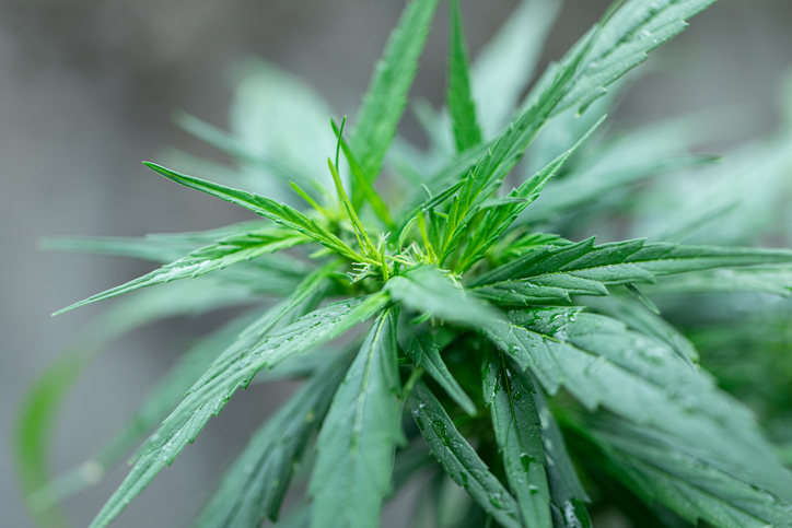 Backgrounds of Cannabis trees are growing on the ground, Used to study the treatment of diseases.